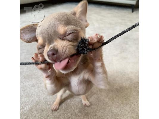 Καταπληκτικό chihuahua